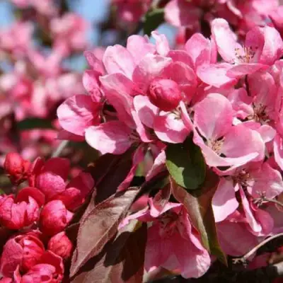 Яблоня РУДОЛЬФ декоративная  в Гомеле