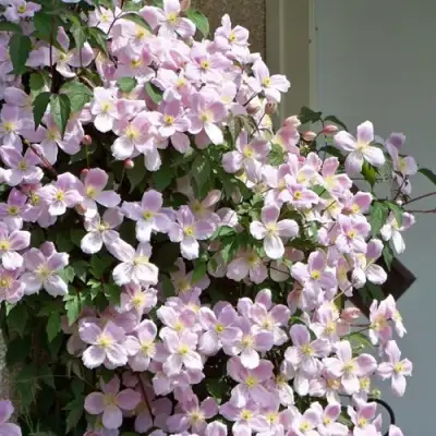 Клематис ГОРНЫЙ в Гомеле