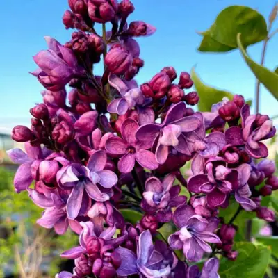 Сирень ВИОЛЕТТА в Гомеле