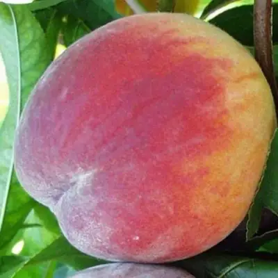 Персик ТОП СВИТ в Гомеле