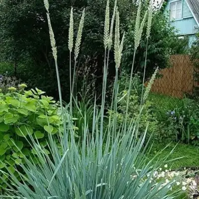 Элимус БЛЮ ДЮН песчаный в Гомеле