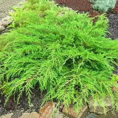 Микробиота ЯКОБСЕН перекрестнопарная в Гомеле