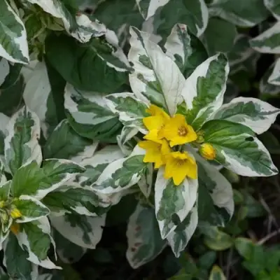 Вербейник АЛЕКСАНДР точечный в Гомеле