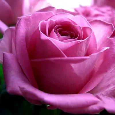 Роза ЭЙФЕЛЕВА БАШНЯ чайно-гибридная в Гомеле