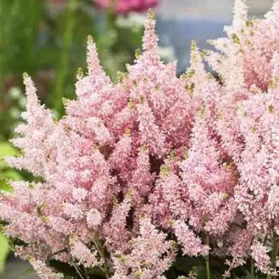 Астильба ЮНИК САЛМОН гибридная в Гомеле