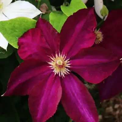 Клематис МАЗОВШЕ в Гомеле