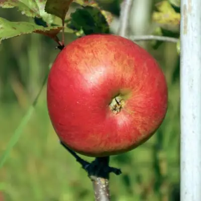 Яблоня ДЫЯМЕНТ в Гомеле