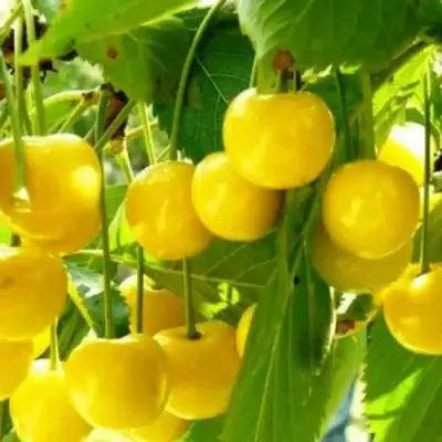 Черешня ПОДСНЕЖНИК в Гомеле