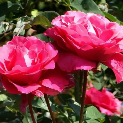 Роза ВИЕН РОУЗ чайно-гибридная в Гомеле