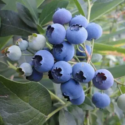 Голубика ЛЕГАЦИЯ в Гомеле