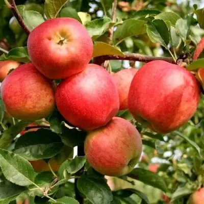 Яблоня ГАЛА МАСТ в Гомеле