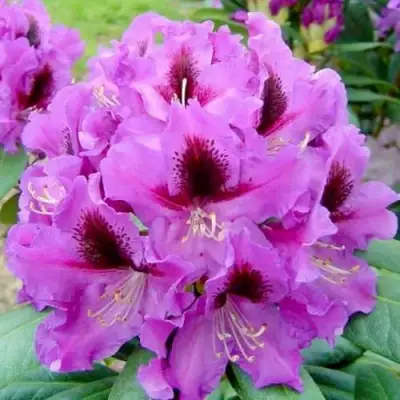 Рододендрон РАСПУТИН в Гомеле