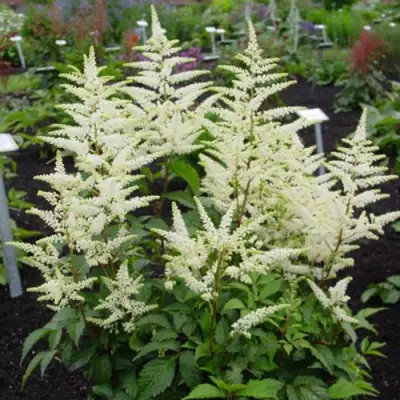 Астильба БРАУТШЛЕЙЕР Арендса в Гомеле