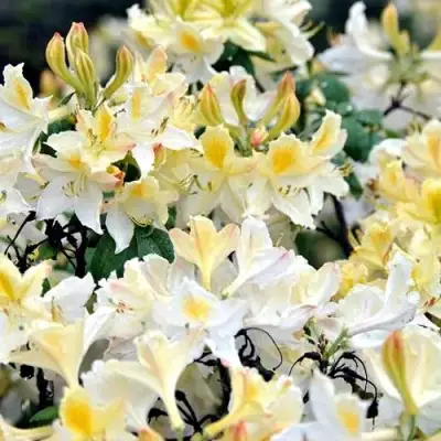 Азалия ДАВИЗИ листопадная в Гомеле