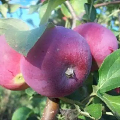 Яблоня СЕРЕБРЯНОЕ КОПЫТЦЕ в Гомеле