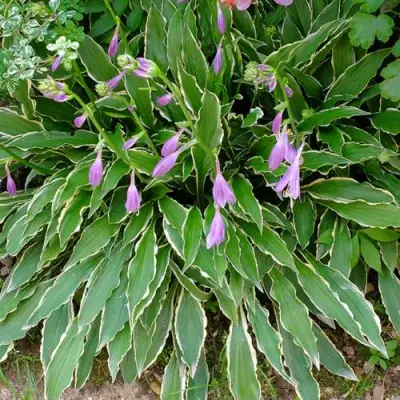 Хоста СТИЛЕТТО гибридная в Гомеле