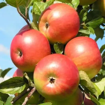 Яблоня ФРИДОМ в Гомеле