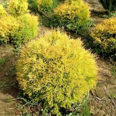 Туя ГЛОБОЗА АУРЕА западная в Гомеле