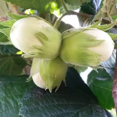 Фундук ЮННАТ в Гомеле