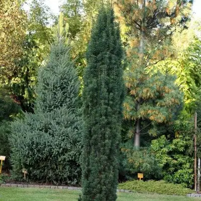 Тис ВОЙТЕК средний  в Гомеле