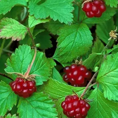 Княженика АУРА в Гомеле