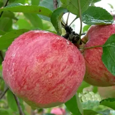 Яблоня ШТРИФЕЛЬ в Гомеле