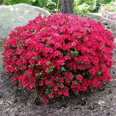 Азалия КАНЗОНЕТТА японская в Гомеле