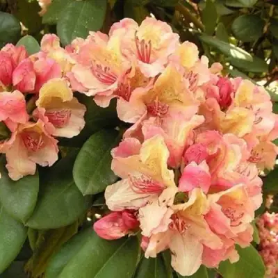 Рододендрон ФЛАУТАНДО в Гомеле