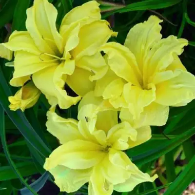 Лилейник ДАБЛ РИВЕР ВАЙ гибридный в Гомеле