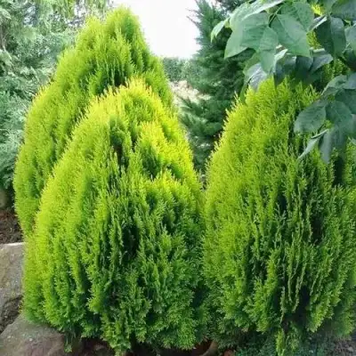 Туя восточная в Гомеле