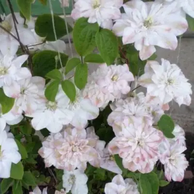 Клематис ИННОСЕНТ БЛАШ в Гомеле