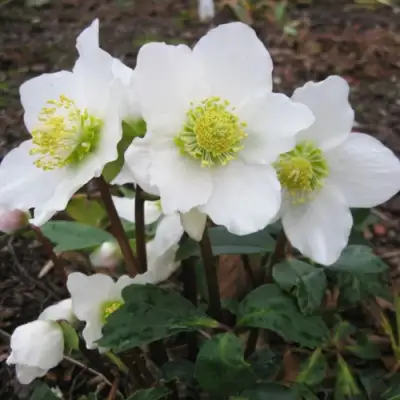 Морозник ЧЕРНЫЙ в Гомеле