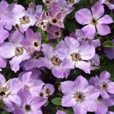 Клематис МОНИНГ СКАЙ в Гомеле