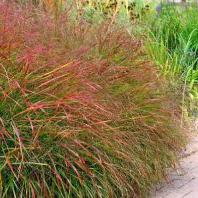 Просо ШЕНАНДО прутьевидное в Гомеле