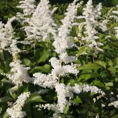 Астильба ДОЙЧЛАНД японская в Гомеле