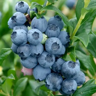 Голубика ХАРДИБЛЮ в Гомеле