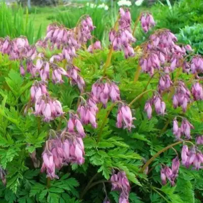 Дицентра изящная в Гомеле