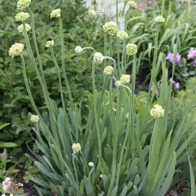 Лук слизун в Гомеле