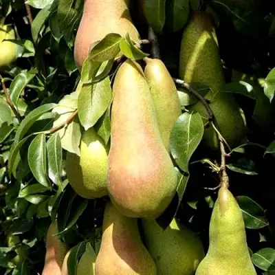 Груша КОНКОРД в Гомеле