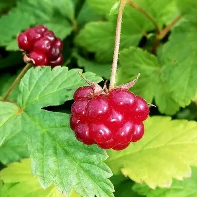 Княженика АННА в Гомеле