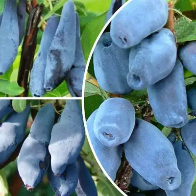 Комплект СИЯНИЕ ГЛАЗ в Гомеле