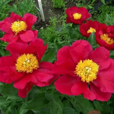 Пион АМЕРИКА травянистый в Гомеле