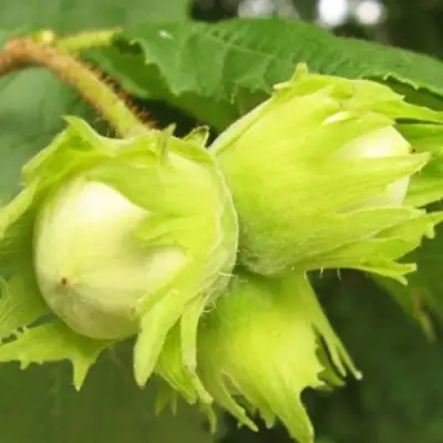 Фундук КАТАЛОНСКИЙ в Гомеле