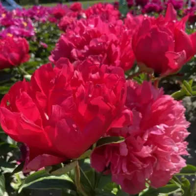 Пион БЕЛГРАВИЯ травянистый в Гомеле