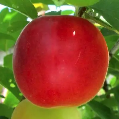 Плумкот БИРИКОККОЛО БОЛОГНЕС в Гомеле