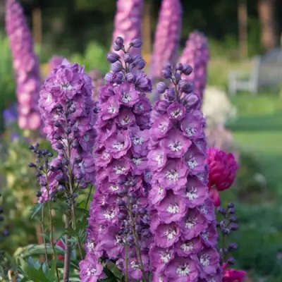 Дельфиниум ДЕЛЬФИС ПИНК ПАУЭ высокий в Гомеле