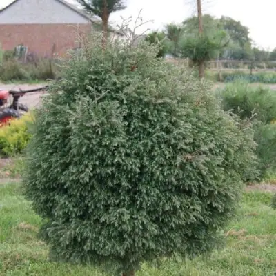 Туя вересковидная в Гомеле