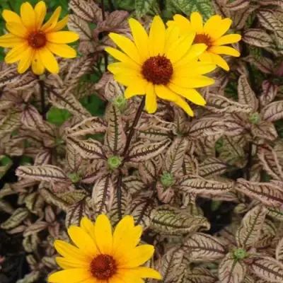 Гелиопсис САММЕР ПИНК в Гомеле