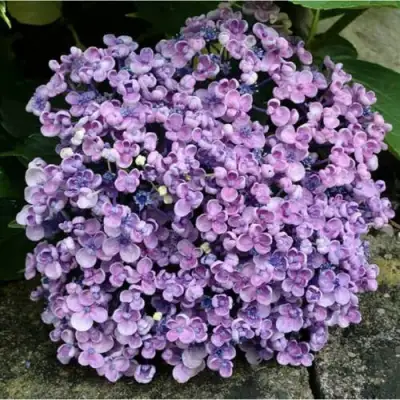 Гортензия АИША крупнолистная  в Гомеле