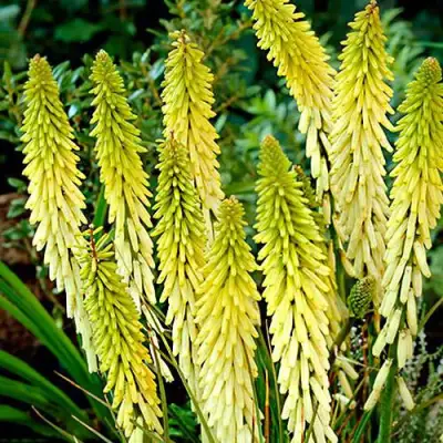 Книфофия ЛИТТЛ МЕЙД гибридная в Гомеле